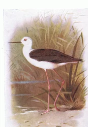 Cigüeñuela común, de Birds of the British Isles and Their Eggs publicado por Frederick Warne & Co Ltd, 1958